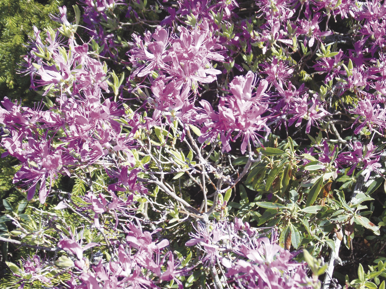 6-8-19 Hiking-Blooming rhodora